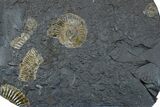 Dactylioceras Ammonite Cluster - Posidonia Shale, Germany #169459-1